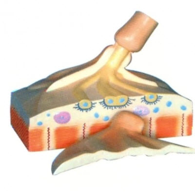 运动终板模型 BM2014_运动终板,模型 ,BM201