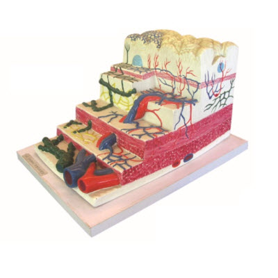 胃壁放大模型 YJ\/X0003_胃壁,放大模型 , YJ\/X0003_消化系统模型