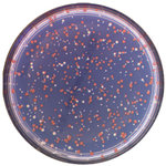 Petri dishes